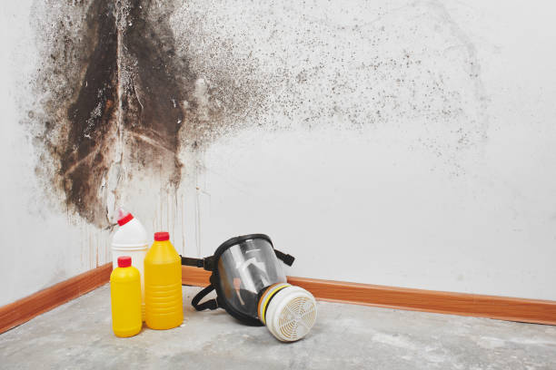 Best Black Mold Remediation in Avodo Heights, CA