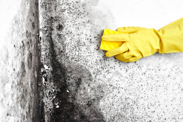 Best Crawl Space Mold Remediation in Avodo Heights, CA