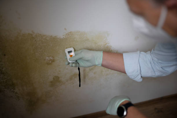 Best Basement Mold Remediation in Avodo Heights, CA