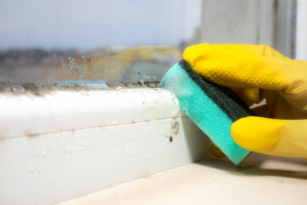 Best Commercial Mold Remediation in Avodo Heights, CA