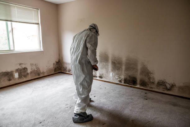 Best Industrial Mold Remediation in Avodo Heights, CA